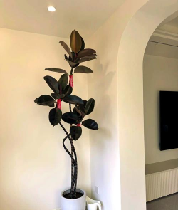 柿树虫病防治，识别常见虫害，掌握有效方法