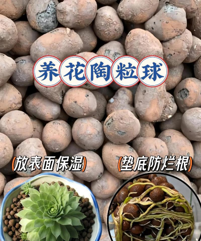 柿树虫病防治，识别常见虫害，掌握有效方法