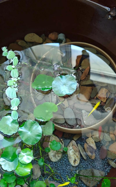 柿树虫病防治，识别常见虫害，掌握有效方法