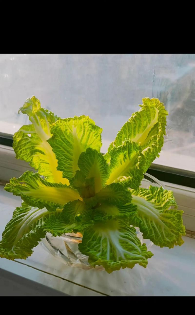白菜心养花
