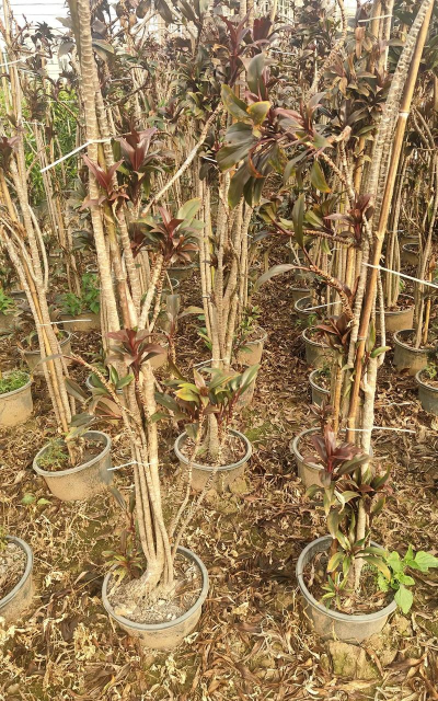 玫瑰花怎么养才不会枯萎，掌握浇水施肥技巧，轻松延长花期