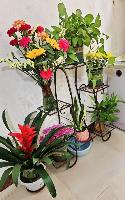 玫瑰花怎么养才不会枯萎，掌握浇水施肥技巧，轻松延长花期