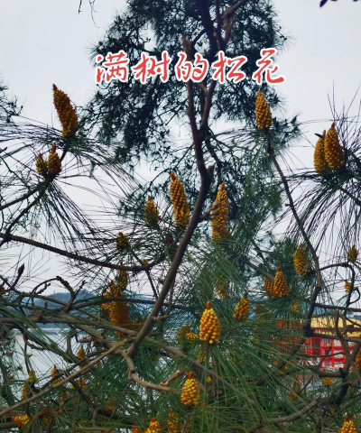 玫瑰花怎么养才不会枯萎，掌握浇水施肥技巧，轻松延长花期