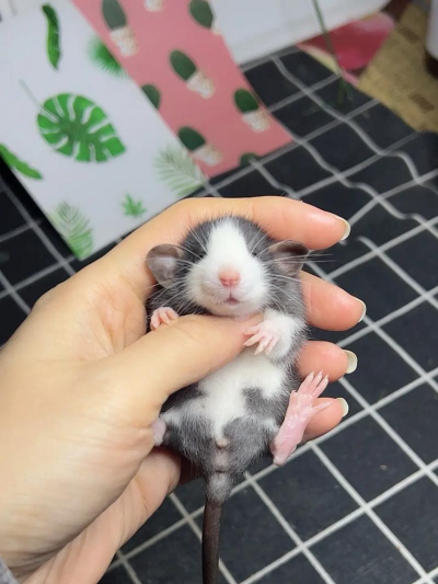 玫瑰花怎么养才不会枯萎，掌握浇水施肥技巧，轻松延长花期