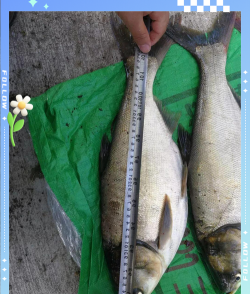 玫瑰花怎么养才不会枯萎，掌握浇水施肥技巧，轻松延长花期