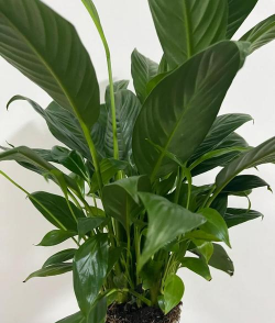 无土栽培技术，突破土壤限制，开启高效种植新篇章