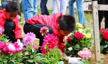 无土栽培技术，突破土壤限制，开启高效种植新篇章