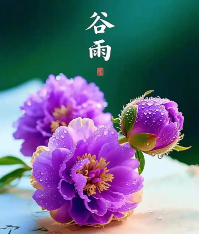 无土栽培技术，突破土壤限制，开启高效种植新篇章