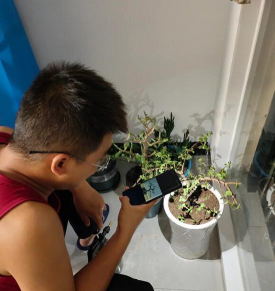 芹菜高产栽培技术，选对品种很关键，掌握要点促增收