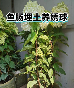 芹菜高产栽培技术，选对品种很关键，掌握要点促增收