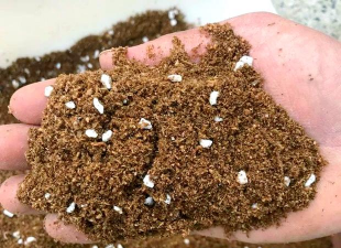 柿树虫病防治，识别常见虫害，掌握有效方法