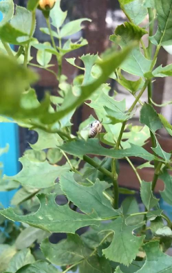 葡萄栽培，掌握关键技术，实现优质丰产