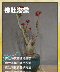 鱼肚夏天怎样养花