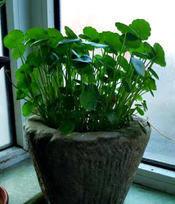 绯花玉怎么养，掌握关键技巧，轻松养出好状态