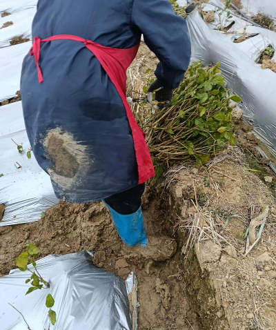 绯花玉怎么养，掌握关键技巧，轻松养出好状态