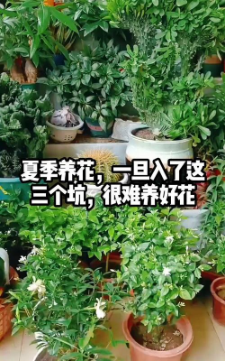 绯花玉怎么养，掌握关键技巧，轻松养出好状态