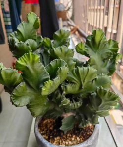 绯花玉怎么养，掌握关键技巧，轻松养出好状态