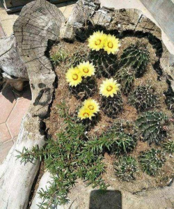 绯花玉怎么养，掌握关键技巧，轻松养出好状态