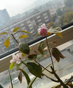 芍药花怎么养，掌握关键要点，花开更鲜艳