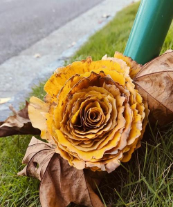 芍药花怎么养，掌握关键要点，花开更鲜艳