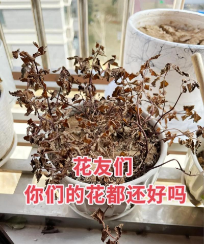芍药花怎么养，掌握关键要点，花开更鲜艳