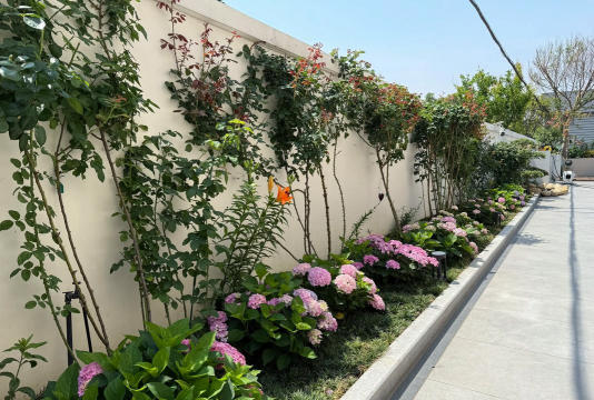 芍药花怎么养，掌握关键要点，花开更鲜艳