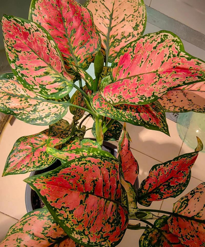 芍药花怎么养，掌握关键要点，花开更鲜艳