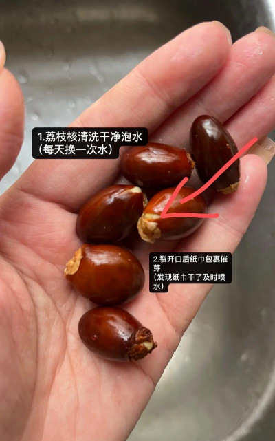 栽培的意思，核心概念，通俗理解