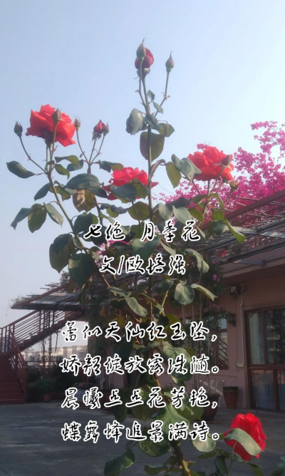 芍药花怎么养，掌握关键要点，花开更鲜艳