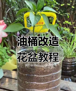 葡萄栽培，掌握关键技术，实现优质丰产