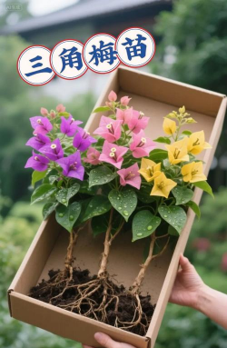 柿树虫病防治，识别常见虫害，掌握有效方法