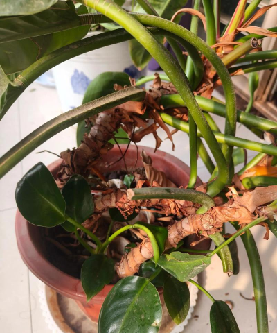 别墅园林绿化设计，打造私密空间，提升居住品质