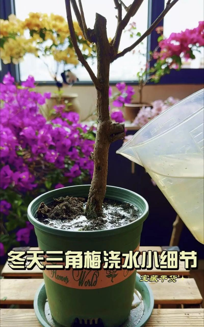 别墅园林绿化设计，打造私密空间，提升居住品质