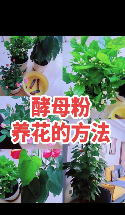 别墅园林绿化设计，打造私密空间，提升居住品质