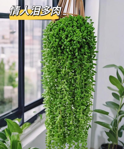 情人泪怎么养花