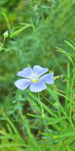 亚麻花是什么花