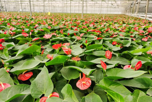 栽培的意思，核心概念，通俗理解