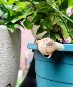 别墅园林绿化设计，打造私密空间，提升居住品质