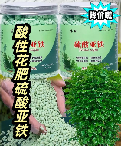玫瑰花怎么养才不会枯萎，掌握浇水施肥技巧，轻松延长花期