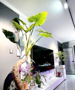 玫瑰花怎么养才不会枯萎，掌握浇水施肥技巧，轻松延长花期