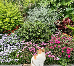 栽培的意思，核心概念，通俗理解