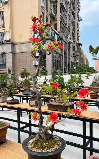 别墅园林绿化设计，打造私密空间，提升居住品质