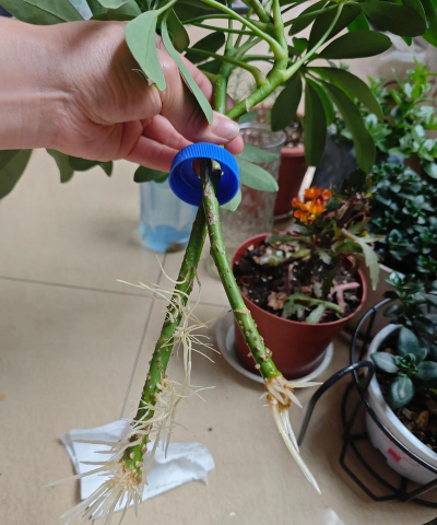 别墅园林绿化设计，打造私密空间，提升居住品质