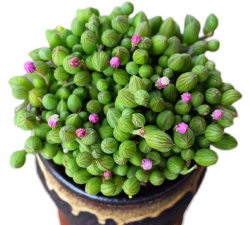 京童子是什么植物