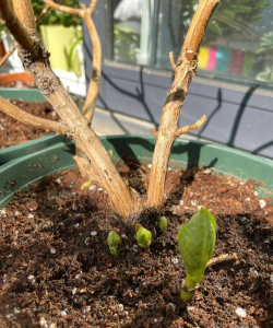 玫瑰花怎么养才不会枯萎，掌握浇水施肥技巧，轻松延长花期