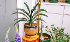 绿化景观设计，提升环境品质，创造宜人空间