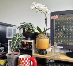 绿化景观设计，提升环境品质，创造宜人空间