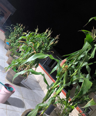 玫瑰花怎么养才不会枯萎，掌握浇水施肥技巧，轻松延长花期