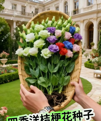 玫瑰花怎么养才不会枯萎，掌握浇水施肥技巧，轻松延长花期