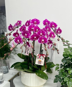 玫瑰花怎么养才不会枯萎，掌握浇水施肥技巧，轻松延长花期